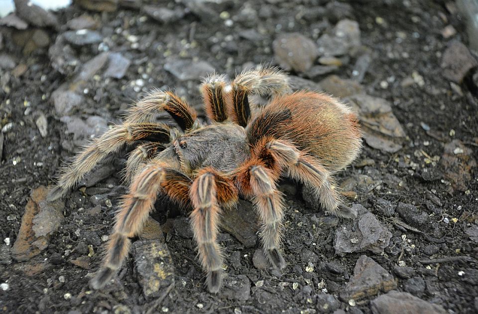 FOTO Preko hiljadu tarantula pronađeno u paketima keksa na aerodromu u Kelnu