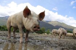 Afrička kuga svinja ograničila pristup lovištima Apatinski rit i Kozara: Postavljeni dezinfekcioni punktovi