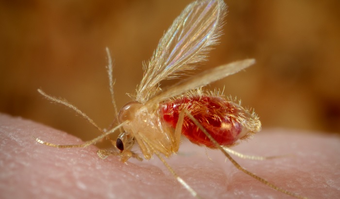 Zika virus stigao u Indiju, zaražene trudnice