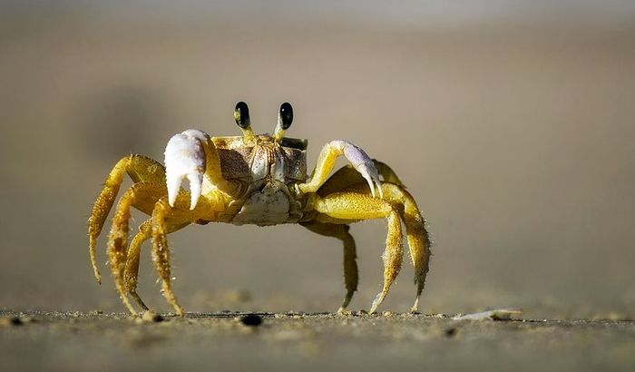 Koje životinje i koliko jako osećaju bol?