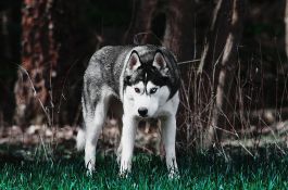 Krivična prijava protiv vlasnice psa koji je izujedao četvoro mladih u Požegi