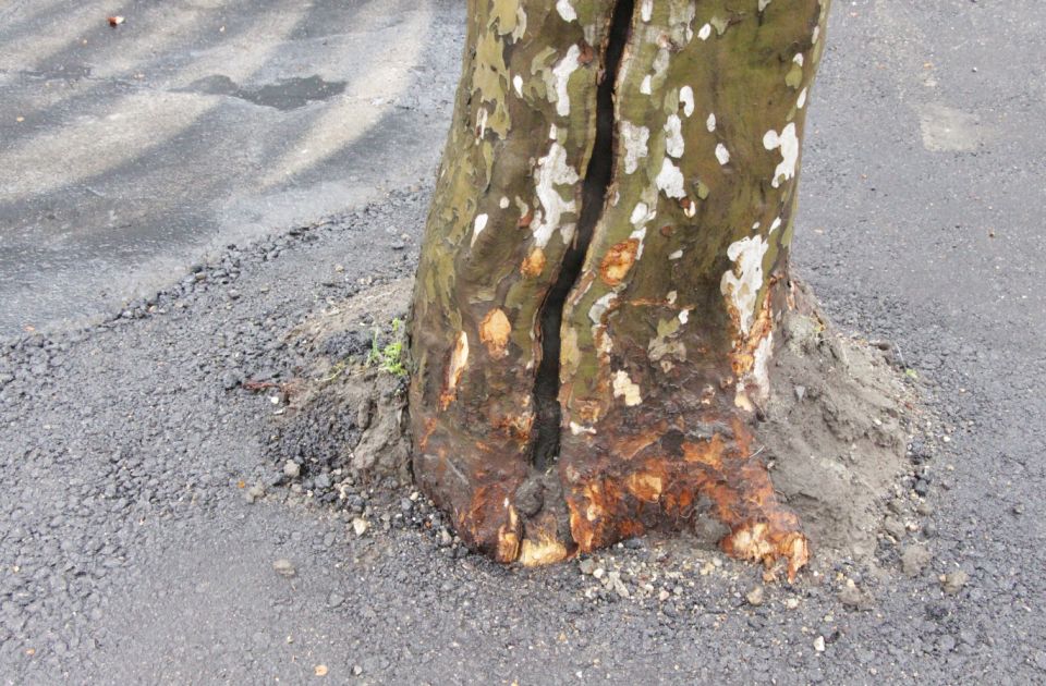 FOTO: Privremeno "asfaltirano" drveće na Bulevaru oslobođenja