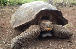 VIDEO Nakon više od 150 godina: Džinovske kornjače se vraćaju na ostrvo Floreana 