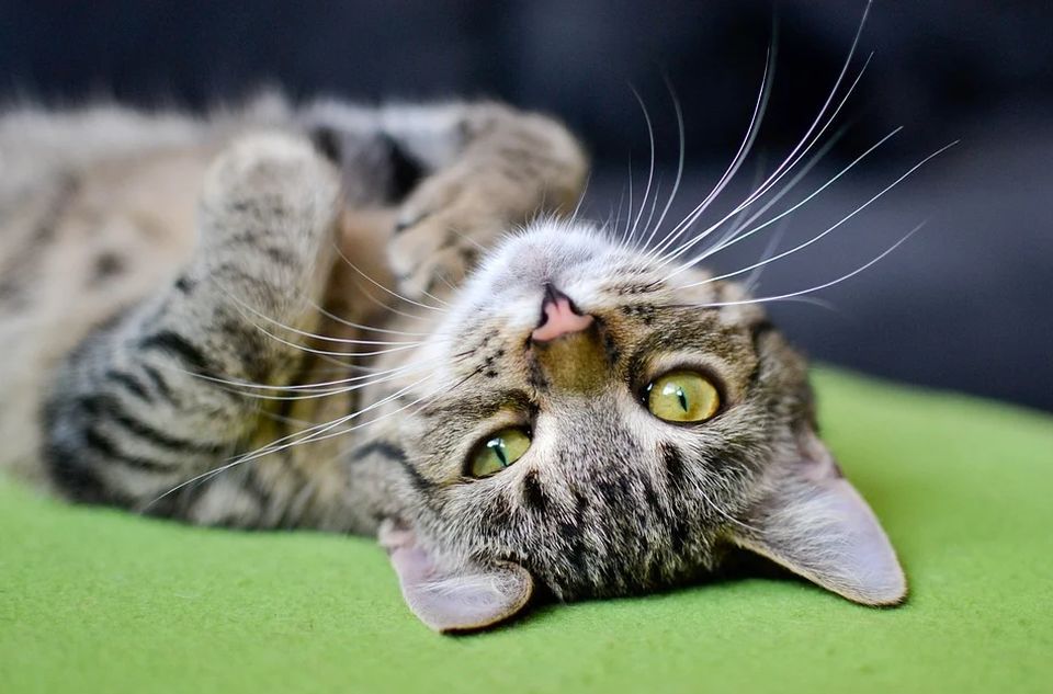 Studija: Mačke možda mogu da pomognu u lečenju raka dojke