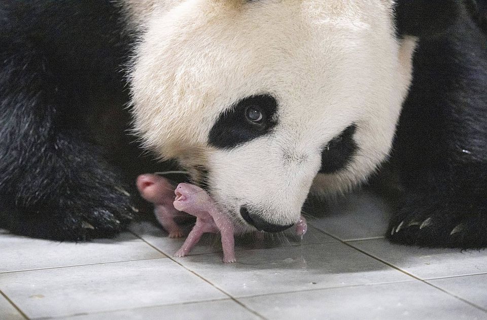 VIDEO: Blizanci džinovske pande prvi put rođeni u zoo vrtu u Južnoj Koreji