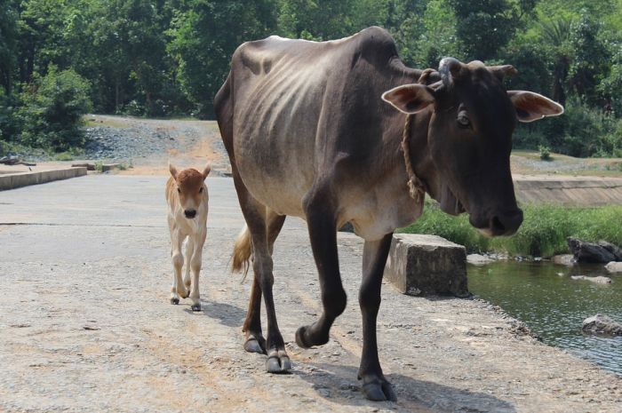 U Indiji uskoro onlajn test znanja o kravi