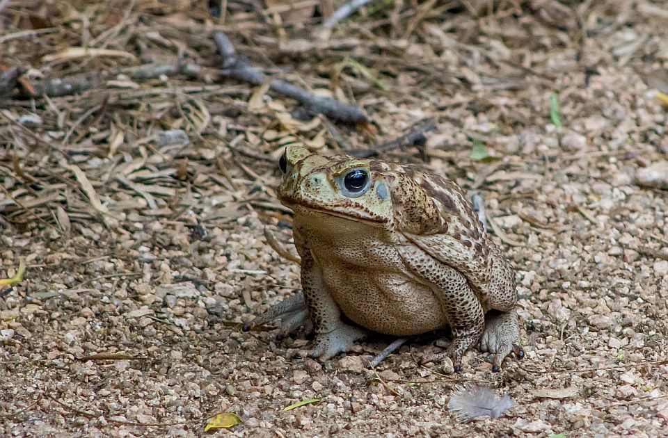 Stotine volontera pomoglo hiljadama žaba da pređu put i bezbedno stignu do mrestilišta