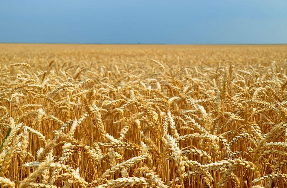 Pšenicu u Srbiji zahvatila retka bolest "žuta rđa", širi se kao požar