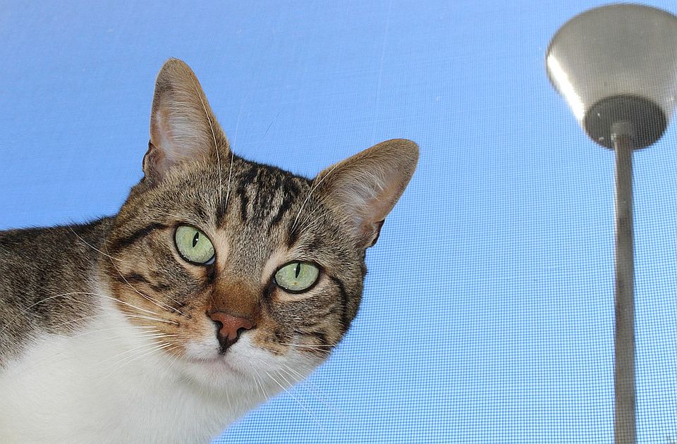 PETA se zahvalila Lekleru zbog spasavanja mačke na stazi Formule 1 u Bakuu 
