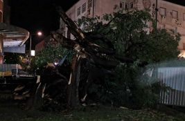 FOTO, VIDEO: Uništen čuveni koprivić, spomenik prirode u centru Novog Sada
