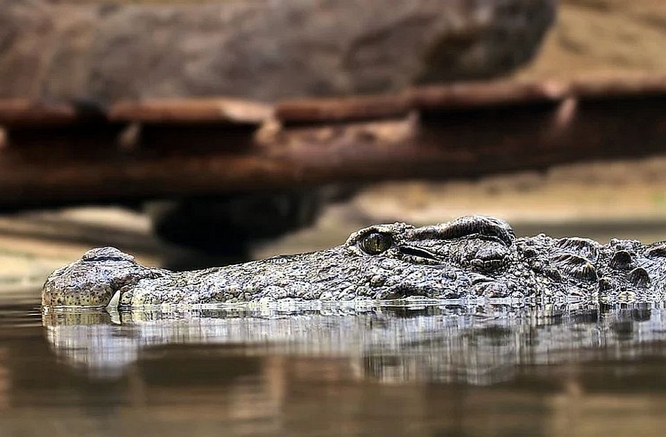 Troje dece mučilo aligatora, životinja morala da bude ubijena