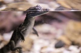 VIDEO: Beba krokodil u bazenu luksuznog odmarališta u Kvinslendu