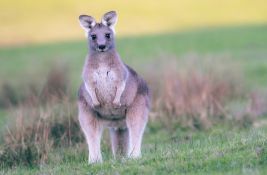 Muškarca ubio kengur - kućni ljubimac