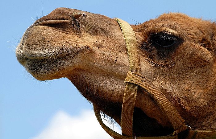 Ubrizgavali kamilama botoks da pobede na takmičenju