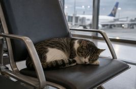 Mačak izgubljen na aerodromu u Briselu pronađen nakon 17 dana