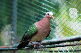 Ukrali 170 nagrađenih golubova