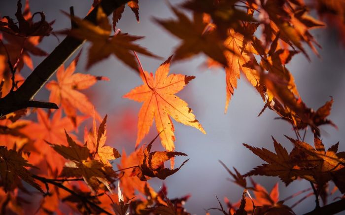 Miholjsko leto do kraja naredne sedmice, od sredine novembra jesenje vreme