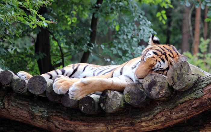Tigrica koja je ubila 13 ljudi namamljena parfemom "Opsesija"