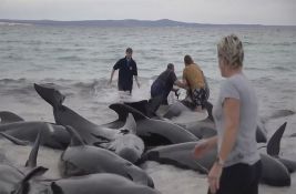 VIDEO: Oko 100 kitova se nasukalo na obalu Australije, do sada uginula polovina