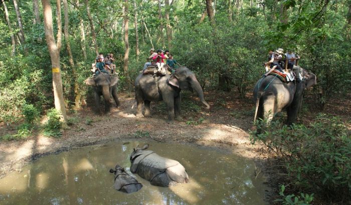 Slon pregazio turistkinju u Zimbabveu