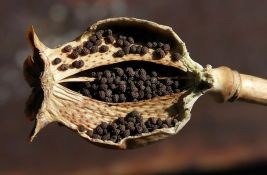 CIA godinama iz aviona bacala milijarde semenki maka iznad Avganistana