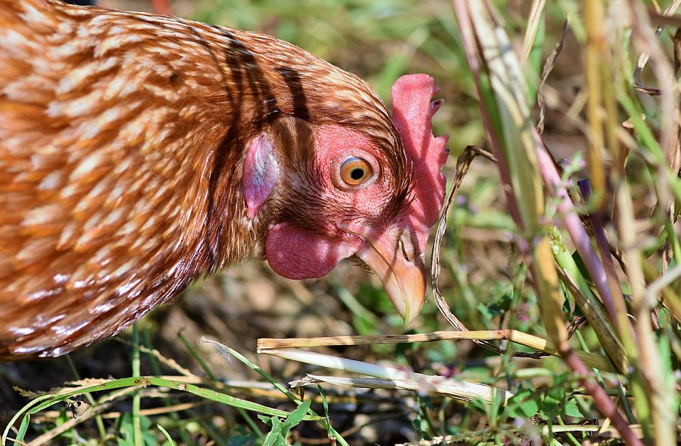 Španija zabranjuje uzgoj živine zbog ptičjeg gripa
