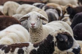 Na teritoriji Bosilegrada potvrđena bolest plavog jezika kod ovaca 
