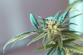 Novosađanin uhapšen zbog posedovanja 230 grama marihuane