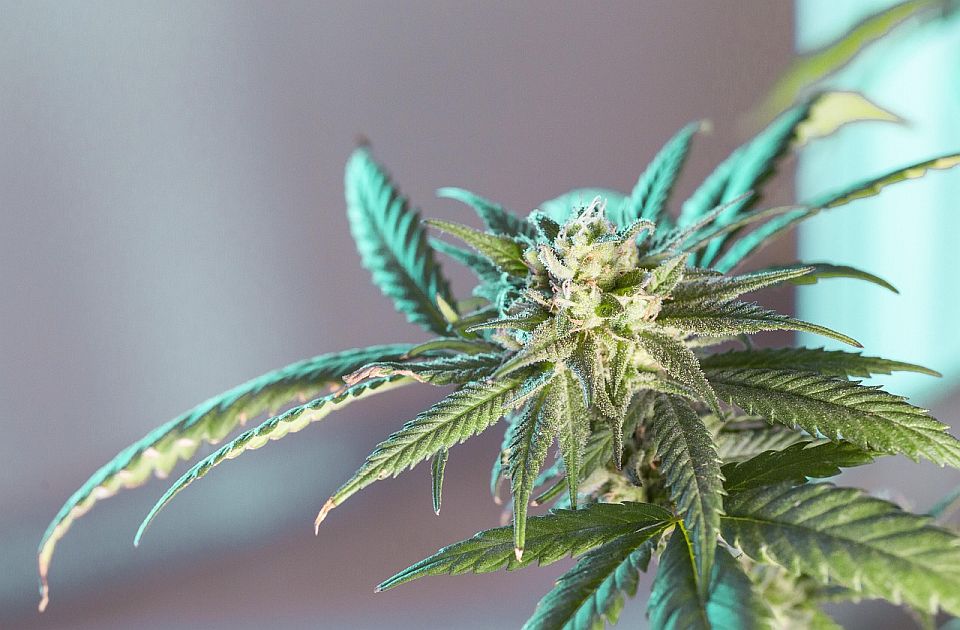 Novosađanin uhapšen zbog posedovanja 230 grama marihuane