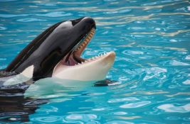 Uginula je Lolita - orka koja je više od 50 godina bila u zarobljeništvu