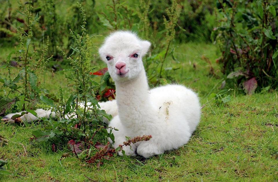 Beogradski zoo vrt vas poziva da predložite ime za novog stanara - bebu alpake