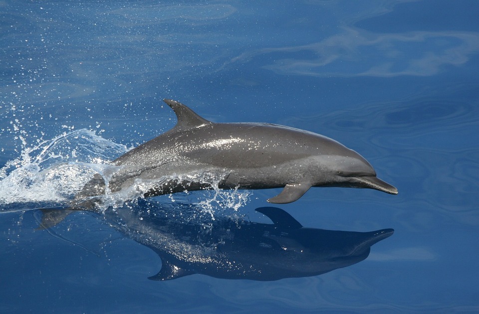 Japanske vlasti tragaju za agresivnim delfinom