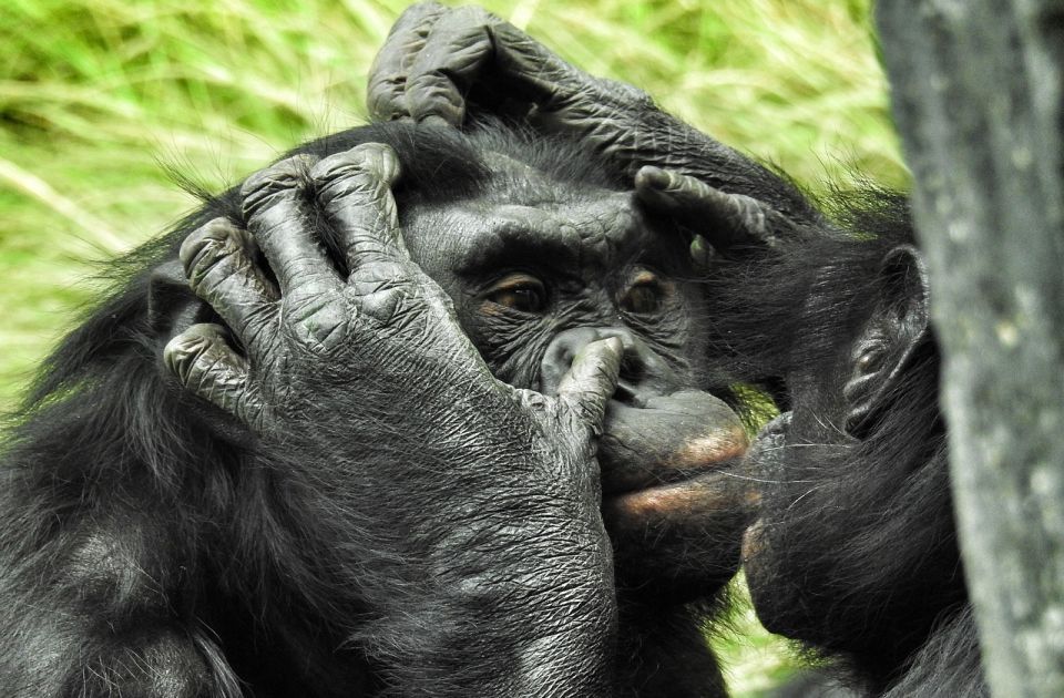 Baš kao i ljudi: Istraživanje pokazalo da mladi majmuni vole da zadirkuju roditelje 