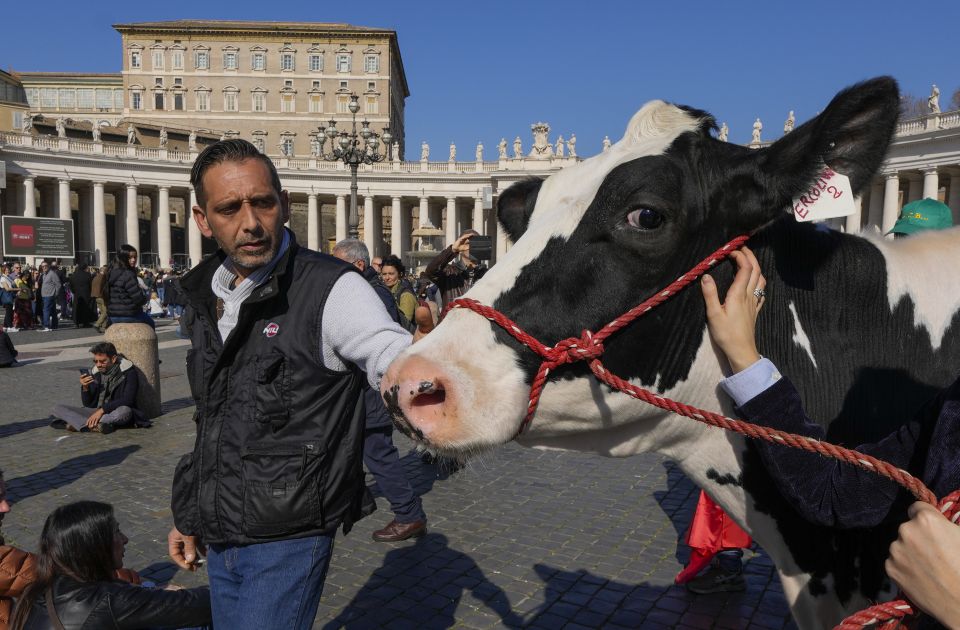 FOTO: Poljoprivrednici traktorima došli u Vatikan, papa ih pozdravio i dobio kravu na poklon