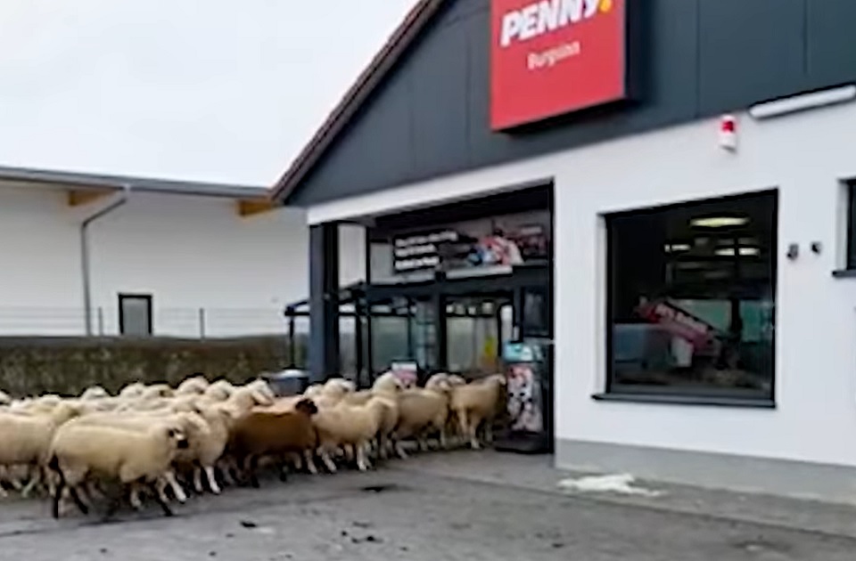 VIDEO: Ovce zalutale u supermarket u Bavarskoj