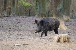 Divlje svinje opustošile groblje kod Rijeke