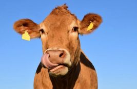 Otkriven slučaj ludila krava na farmi u Engleskoj