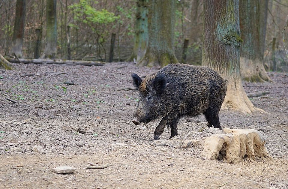 Divlje svinje opustošile groblje kod Rijeke