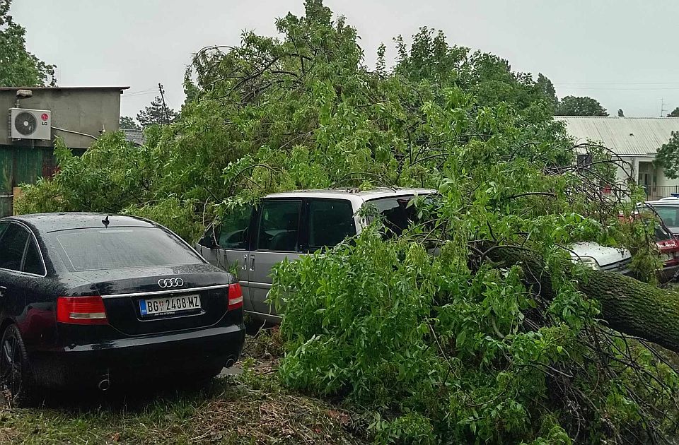 FOTO, VIDEO Posledice nevremena: Uklanjaju se oborena stabla, problem i dalje u Partizanskoj