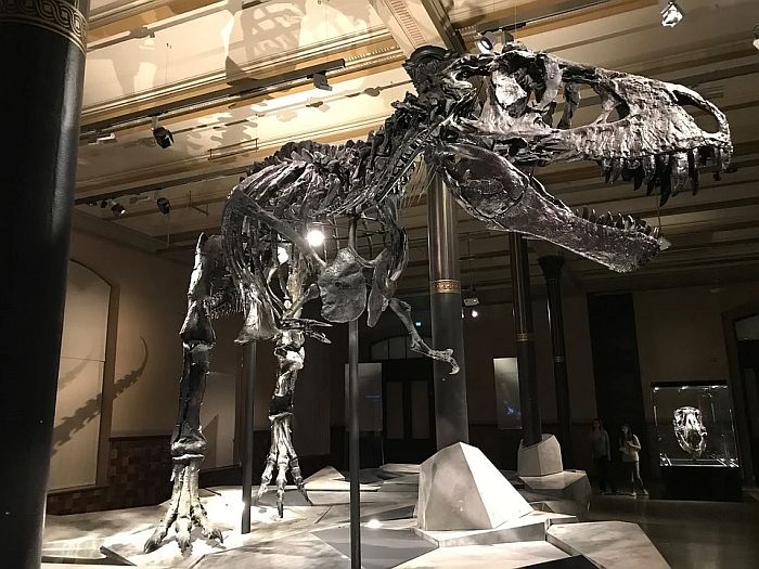 Dečak u Kanadi pronašao redak kostur dinosaurusa star 69 miliona godina