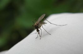 U Vojvodini četvoro obolelih od virusa Zapadnog Nila