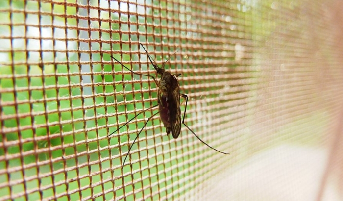 Komarci zaraženi virusom Zapadnog Nila širom Vojvodine, još uvek nema obolelih građana
