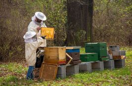 Za kupovinu novih rojeva pčela i opreme kikindskim pčelarima više od milion dinara