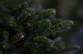 FOTO: Novogodišnja jelka postavljena pod vodom u Ohridskom jezeru 