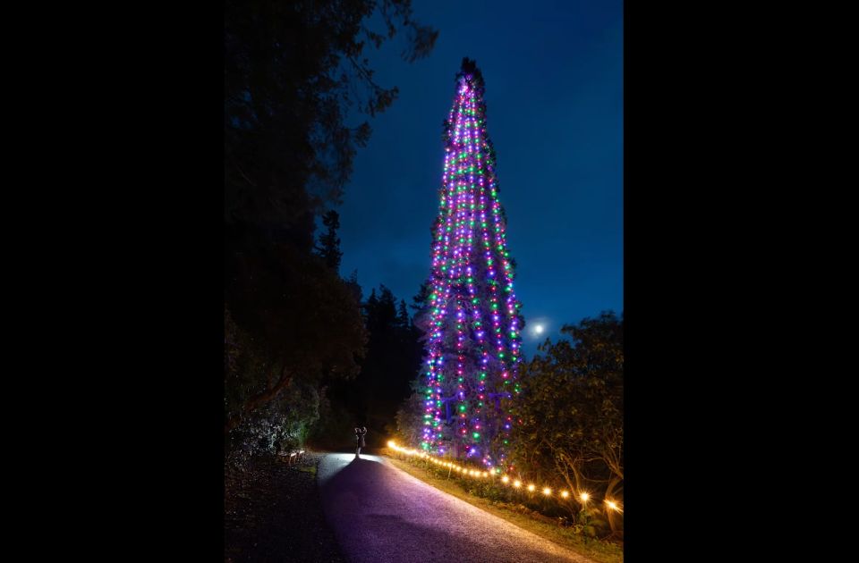 VIDEO Oborila Ginisov rekord: U Engleskoj okićena najviša prirodna novogodišnja jelka na svetu