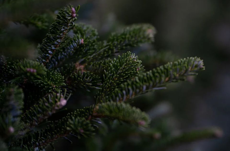 FOTO: Novogodišnja jelka postavljena pod vodom u Ohridskom jezeru 