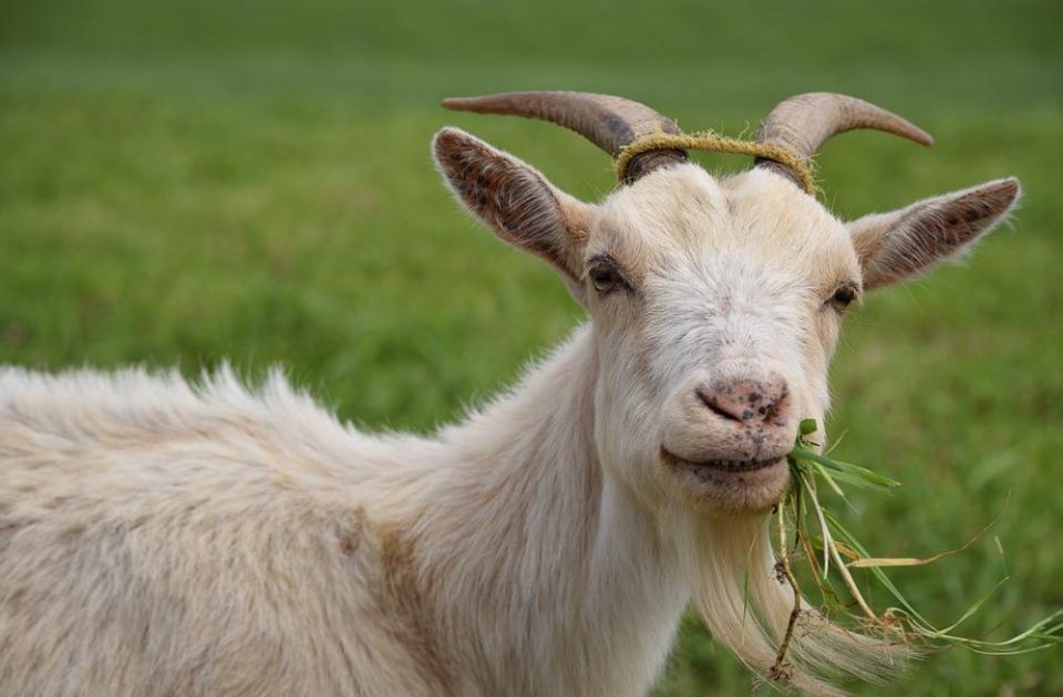Policajci u Engleskoj morali da koriste štitove za razbijanje demonstracija da bi uhvatili odbeglu kozu
