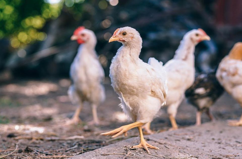 "Premium chicken" otišao u stečaj, firma u dugovima, radnici na cedilu