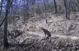 VIDEO: Dva veoma retka balkanska risa snimljena u Severnoj Makedoniji