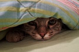 FOTO: Slika sa Novog naselja - 